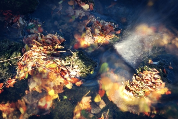 The way autumn leaves gather together in rushing water.