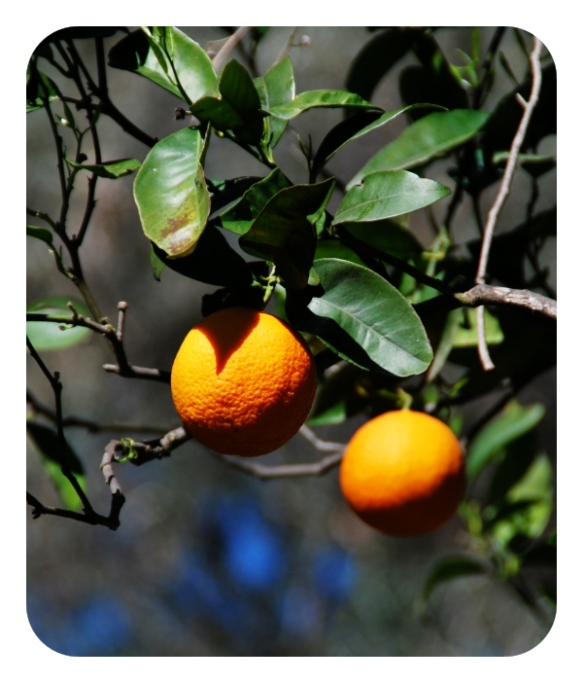 Object 1: An Orange