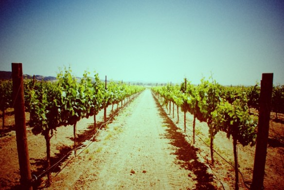 I'm guessing they're not seedless.