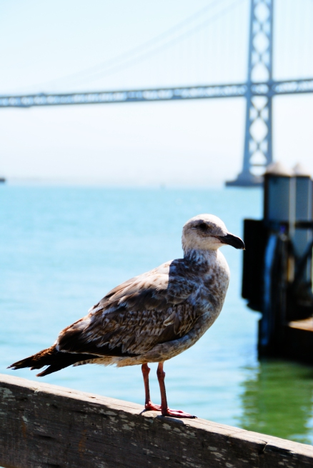 This picture is one of a series with the San Francisco-Oakland Bay Bridge in the background, or the Bay Bridge as its known locally. We could have done with some of that local knowledge, because we spent the whole morning completely underwhelmed by the Golden Gate Bridge. "It's supposed to be orange," I whined at my wife, "I'm sure that it's supposed to be orange. It is in all the films. Why is it blue?" As we snapped more pictures of the underwhelming bridge she breezily reassured me that the light reflecting off the water made it look blue. I nearly tweeted some witticism about how the GGB was the wrong colour Thank God I didn't, because then I would have looked like an IDIOT.