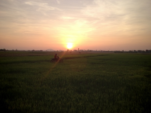 The sun sets over a rice paddy  outside Siem Reap.