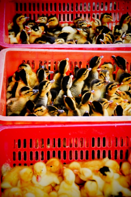 I can't testify to the animal welfare standards in Vietnam - but at least they're not battery farmed.