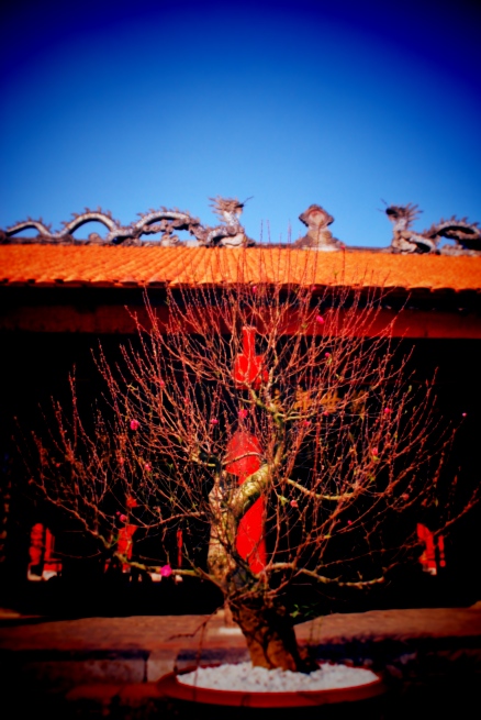 A peach blossom tree outside the Temple of Literature in Hanoi.