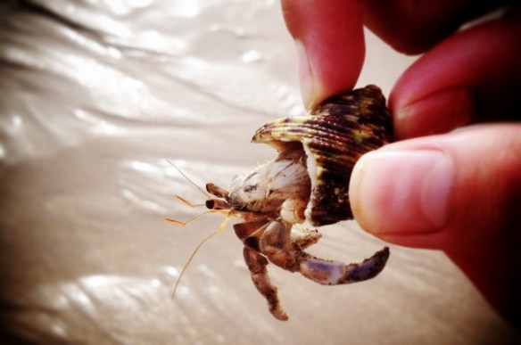 I like to find solace by tormenting the local wildlife.