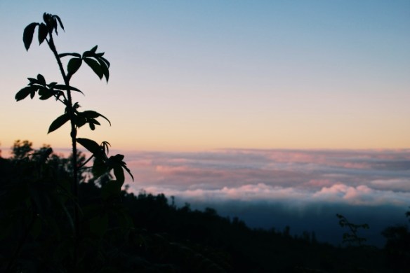 For the record, this is what a good volcano dawn tour is like: you eshew the option to pay more and get up earlier (2am) so that you can see the "blue fire" from the crater, and instead walk up a hill just darkness begins to slip away, looking out over a sea of cloud.