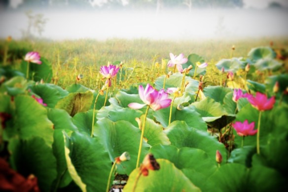 Don't be fooled, something's lurking in there.