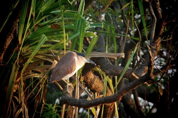 Rufus Night Heron. Yes, that's right, check out my Bird Knowledge.