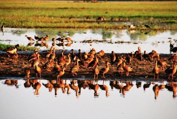 Whistling Ducks.