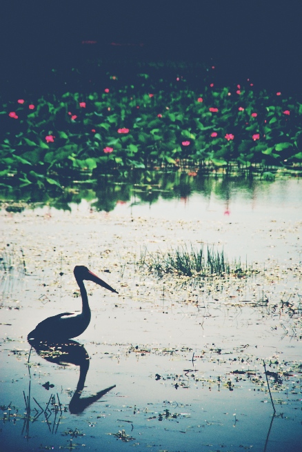 ...and an Australian Pelican. My favourite kind of Pelican. Because they're massive. And easy to remember.