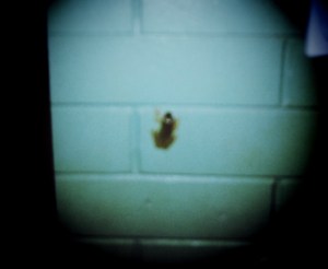 HAVE YOU SEEN THIS FROG?